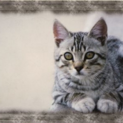 Petit plateau en mélamine cuddly cat