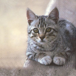 Serviette en papier  cuddly cat