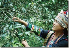 cueillette thé Pu-Erh